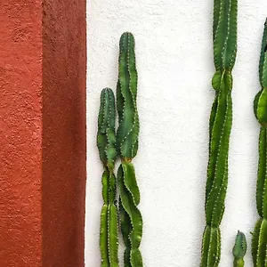 Cactus House *